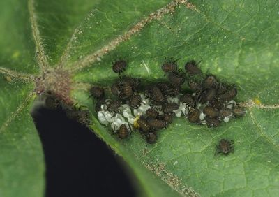 Close-up of plant