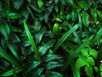 Full frame shot of fresh green plants