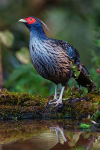 Close-up of bird