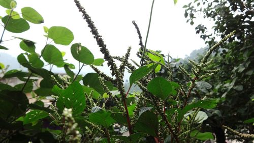 Low angle view of plants against sky