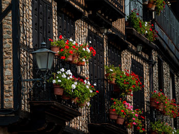 Potted plants against building