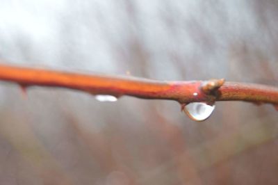 Close-up of water drops on leaf