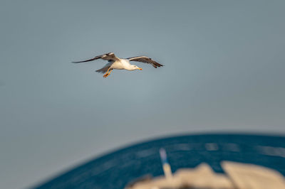 Low angle view of seagull flying in the sky