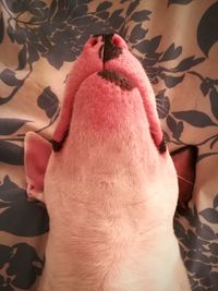 Close-up of a dog on bed at home