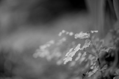 Close up of leaves