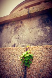 Close-up of plant growing on rock