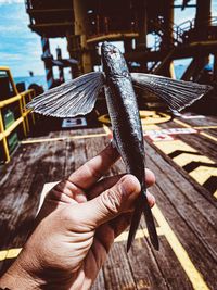 Close-up of person holding wood