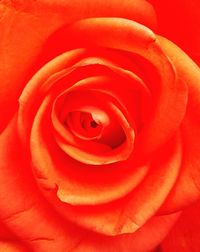 Close-up of fresh red rose blooming outdoors