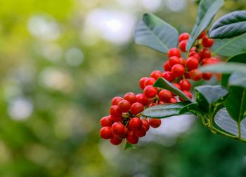 Close-up of red berries growing on tree