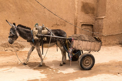 Donkey pulling cart on street