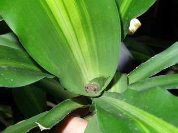 Close-up of green leaf on plant