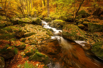 Stream flowing through rocks in forest during autumn