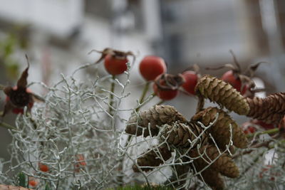 Close-up of berries on plant