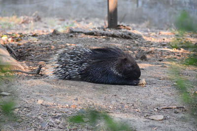 High angle view of lizard on field