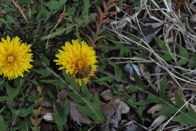 High angle view of yellow flowering plant on field