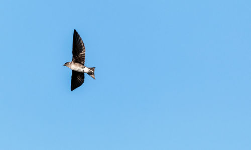 Purple martin birds progne subis fly and perch around a birdhouse in marco island, florida