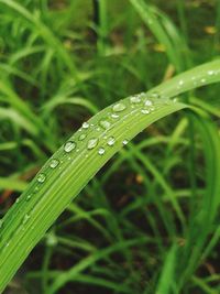 Close-up of water drops on blade of grass