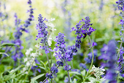 Close-up of purple flowering plants on field