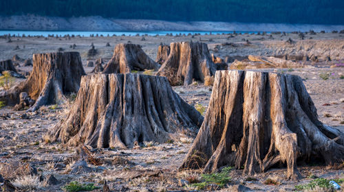 Panoramic shot of trees on land