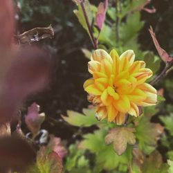 Close-up of yellow flowering plant