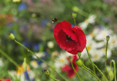 Close-up of insect on red poppy flower