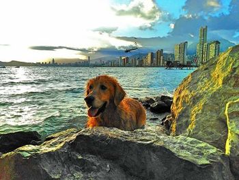 Golden retriever on beach against sky