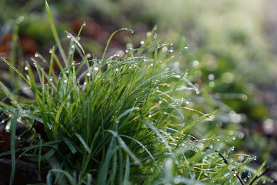 Close-up of wet grass on field during rainy season