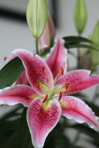 Close-up of pink lily blooming outdoors