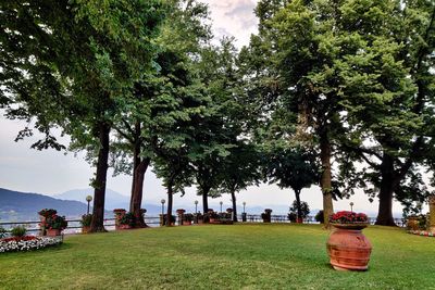 Trees in park against sky