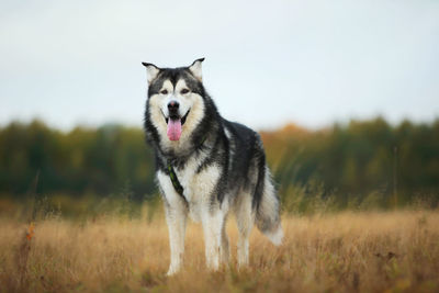 Portrait of a dog on field