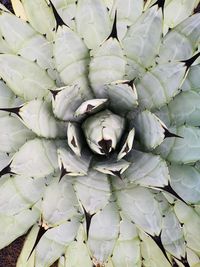 Full frame shot of white flowers