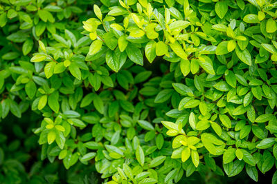 Full frame shot of green plant