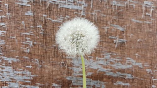 Close-up of dandelion flower