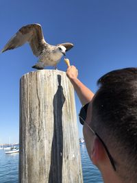 Low angle view of seagull perching on wooden post against sky
