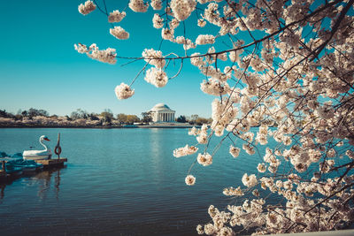 Blossom tree by tidal basin against jefferson memorial in city