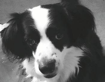 Close-up portrait of dog