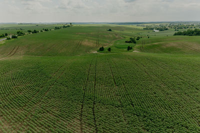 Scenic view of agricultural field