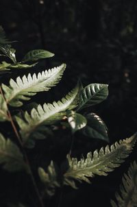 High angle view of leaves on tree