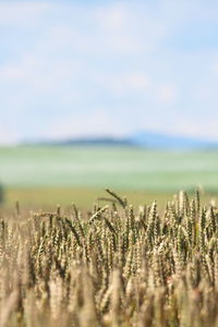 Wheat field against sky