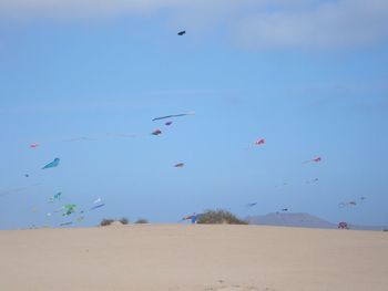 Flock of birds flying over beach