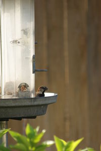 Close-up of bird perching on feeder