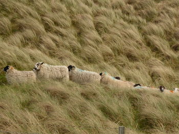 Sheep in a line