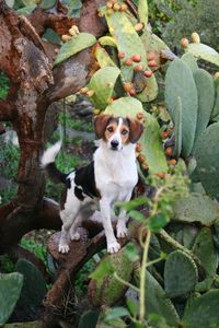 Portrait of dog with plants