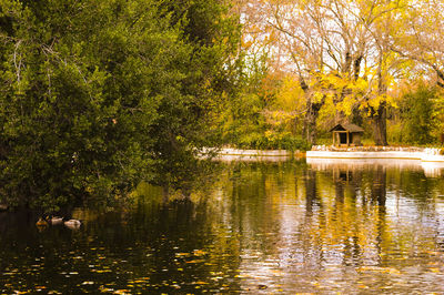 Scenic view of lake with trees in background