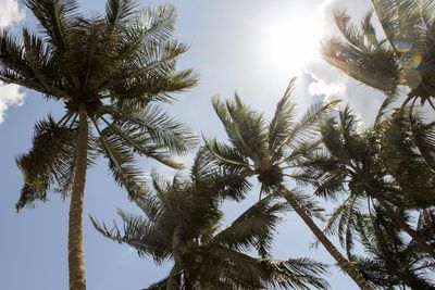 Low angle view of coconut palm tree against sky on sunny day