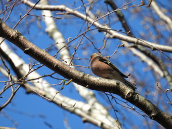 Low angle view of bird perching on branch