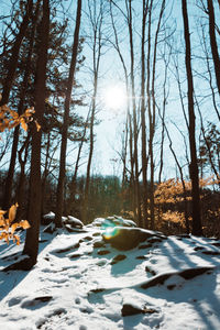 Trees in forest during winter