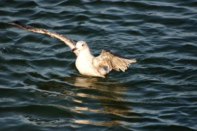 Duck swimming in lake