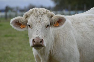 Portrait close-up of white cow in field