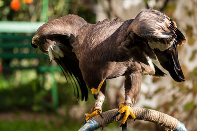 Close-up of eagle